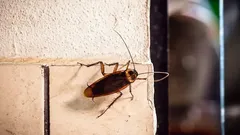 Rostliny proti švábům: zelení pomocníci, kteří vás zbaví problému