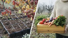 Do konce prosince je potřeba vysít semena těchto tří druhů zeleniny: teď je pro ně ideální čas
