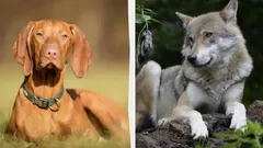 Proč divoká zvířata nemají svěšené uši: Vysvětlení vědců vás překvapí