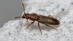 Proč se v mouce objevují brouci a jak se jich zbavit: Jednoduchá metoda od odborníků