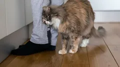 Kočka se neotírá o nohy svého majitele jen tak: co tento signál znamená?