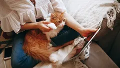 Proč se kočka tulí právě k vám: zoologové odhalili tajemství její náklonnosti