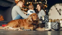 Co dělat, když se pes bojí novoročních ohňostrojů: 5 rad od kynologa